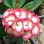 Euphorbia milii "Moonlight Grace" (97)