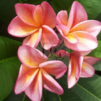 Plumeria rubra "Orange 60 aka Dulcemia" JJ