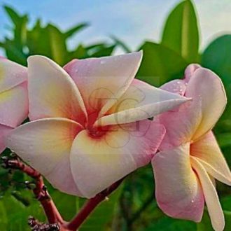 Plumeria rubra "Nui Seedling" (NUI)