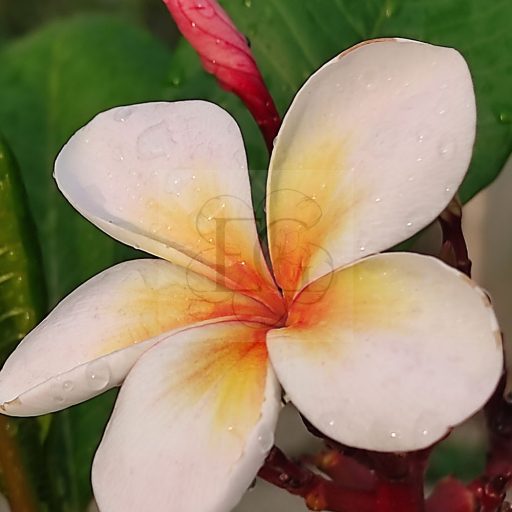 Plumeria rubra "Nui Seedling" (NUI)