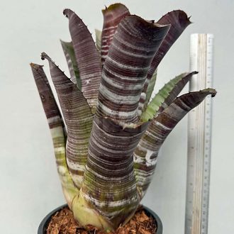 Aechmea Best Black