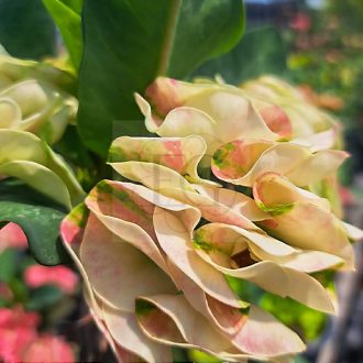 Euphorbia milii "Tago Bell"" (A60)
