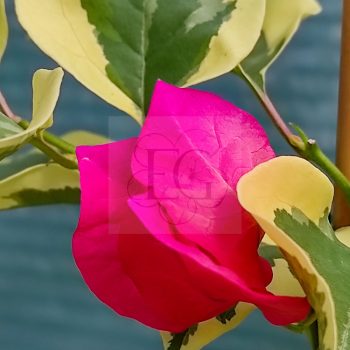 Bougainvillea "Raspberry Ice" Bougainvillea "Raspberry Ice"
