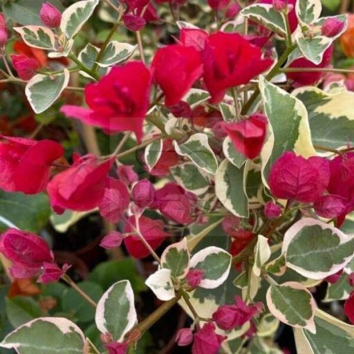 Bougainvillea "Raspberry Ice"