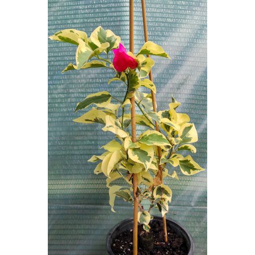 Bougainvillea "Raspberry Ice"