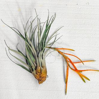 Tillandsia Barthlotii
