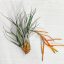 Tillandsia Barthlotii