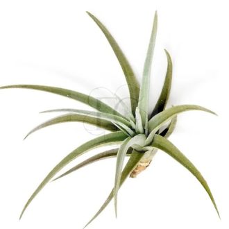 Tillandsia Ixioides