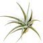 Tillandsia Ixioides