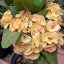 Euphorbia milii "Thong Pan Chang" (63)