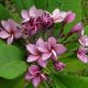 Plumeria rubra "Purple Jack"