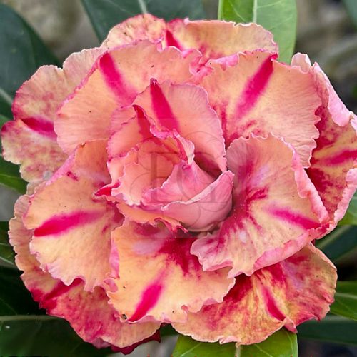 Adenium obesum "Orange Cloude" (TQC79)