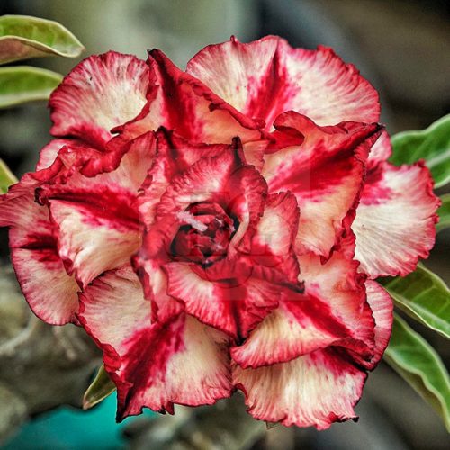 Adenium obesum (S-09)
