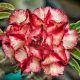 Adenium obesum (S-09)
