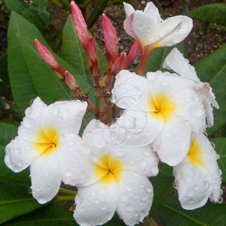 Plumeria rubra "Blizzard" JJ