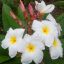 Plumeria rubra "Blizzard" JJ