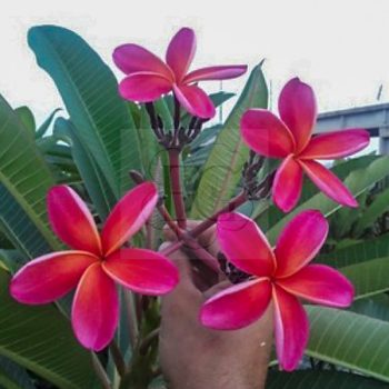 Plumeria rubra "Donald Angus"