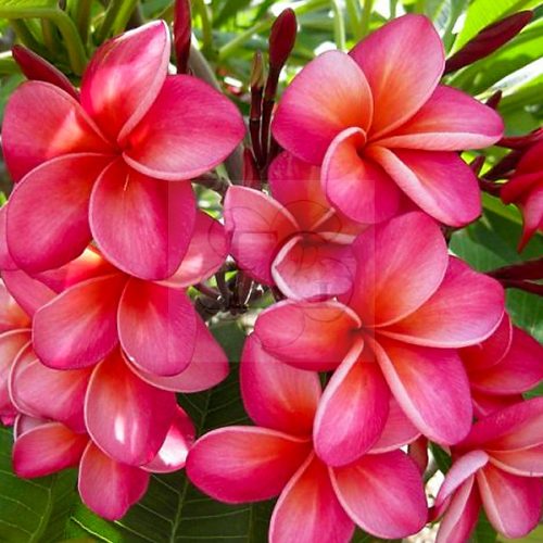 Plumeria rubra "Donald Angus"