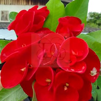 Euphorbia milii "Rosy Red" (94)