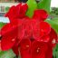 Euphorbia milii "Rosy Red" (94)