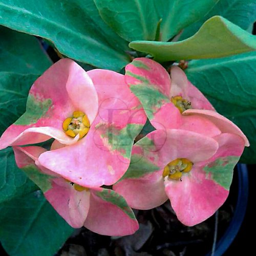 Euphorbia milii "Kissing Pink" (3)