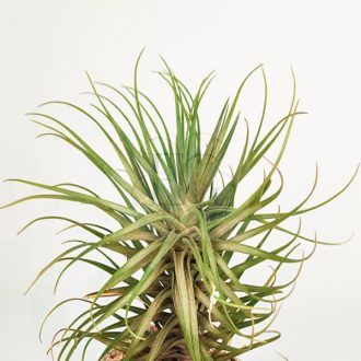 Tillandsia Tenuifolia Minima Pulk 