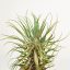 Tillandsia Tenuifolia Minima Pulk 