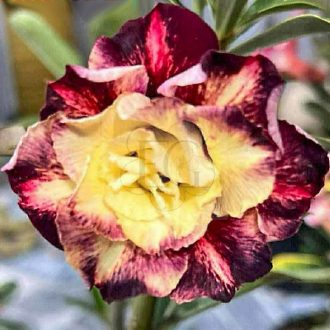 Adenium obesum "Bang Rak" 