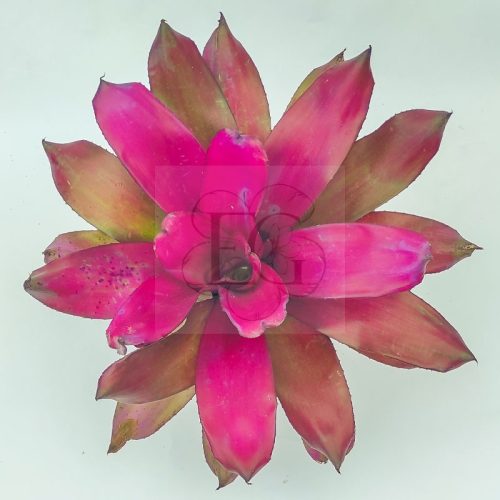 Neoregelia Purple Star