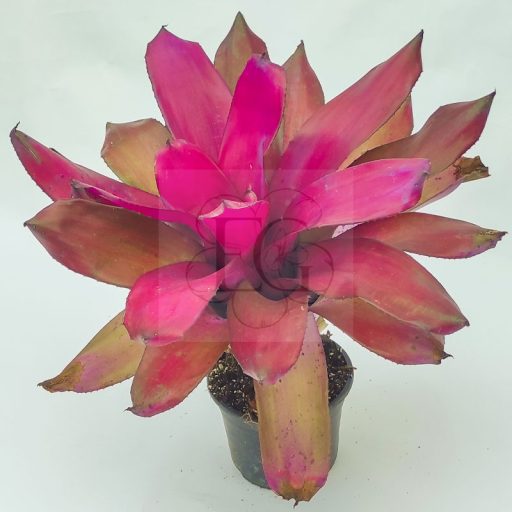 Neoregelia Purple Star