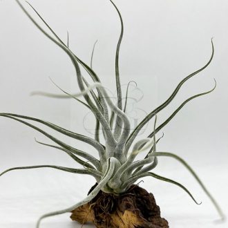 Tillandsia Ehlersiana/M