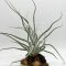 Tillandsia Ehlersiana/M