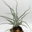 Tillandsia Ehlersiana/M
