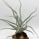 Tillandsia Ehlersiana/L