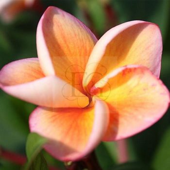 Plumeria rubra "Orange Special" Plumeria rubra "Orange Special"
