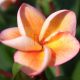 Plumeria rubra "Orange Special"