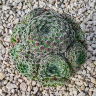 Sempervivum sp.01/Nagy-Kövirózsa