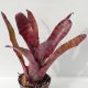 Neoregelia Grove Red Tiger