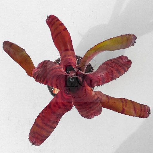 Neoregelia Grove Red Tiger
