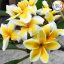 Plumeria rubra "Celadine" 