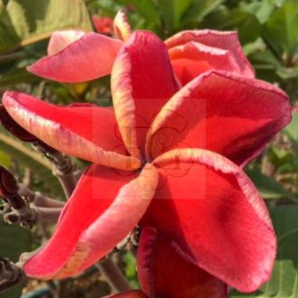 Plumeria rubra "Nida Delight" (NUI)