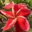 Plumeria rubra "Nida Delight" (NUI)