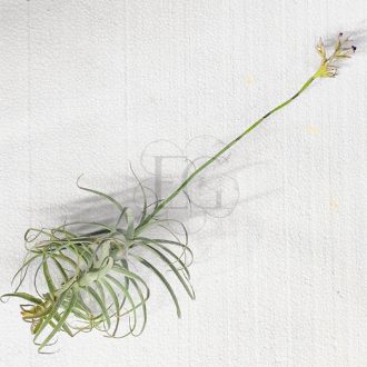 Tillandsia Purpurea/XL