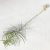 Tillandsia Purpurea/XL
