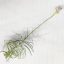 Tillandsia Purpurea/XL