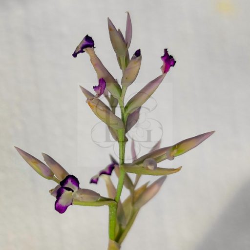Tillandsia Purpurea/XL