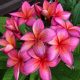 Plumeria rubra "Epic" JJ