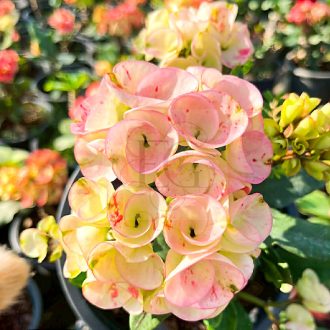 Euphorbia milii "Aueng Nang" (A6)