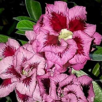 Adenium obesum "Red Pink Edge" (S)