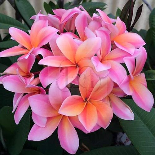 Plumeria rubra "Mardi Gras" (Thorton)